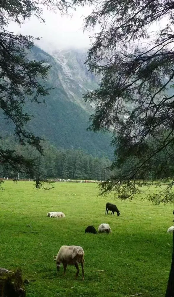 高山草甸與牧場風光